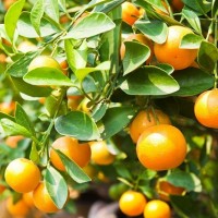 Citrus Trees