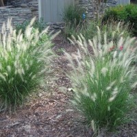 Grass Plants Australia