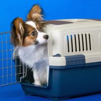 airline approved pet carrier