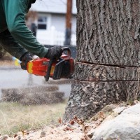 professional-tree-service