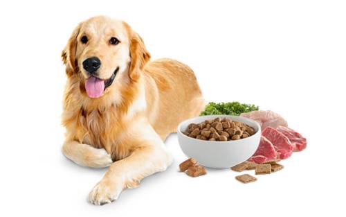 Our Tips on Proper Nutrition for Your Dog