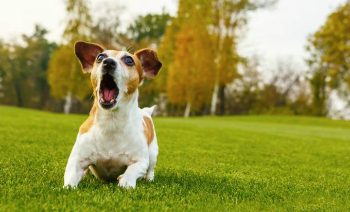 Annoyed Dog Owners: Tips on How to Stop Excessive Barking