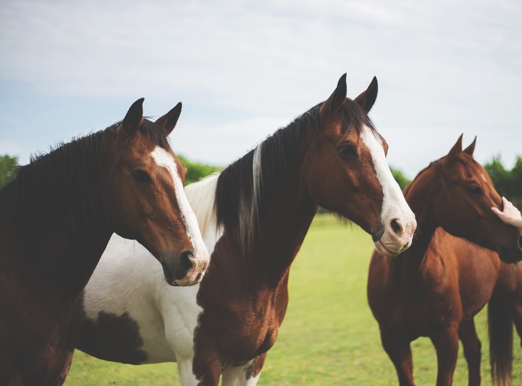 Our Tips of Horse Care for First Time Horse Owners