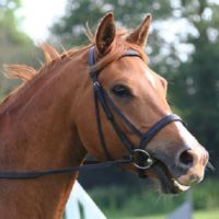 horse bridles