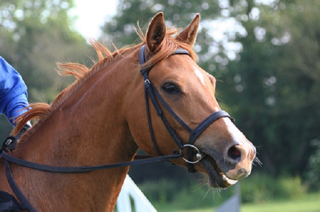 horse bridles