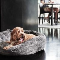 luxury dog beds australia