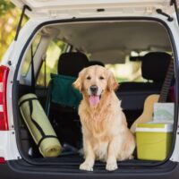 dog in back of a car