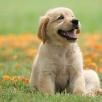 puppy in a garden