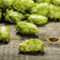 Homebrewing Hops