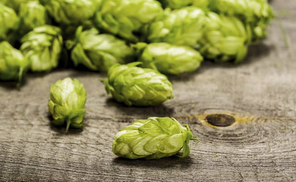 Homebrewing Hops