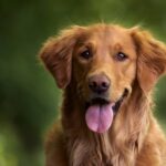 Effective Tips for Reducing Stress in Dogs