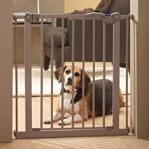 Create Dog-Free Zones: Our Tips for Choosing Barriers for Dogs