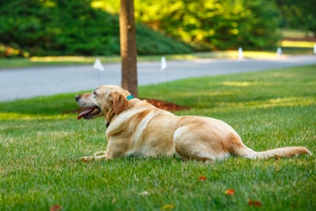 Understanding the Pros and Cons of Invisible/Electric Dog Fences