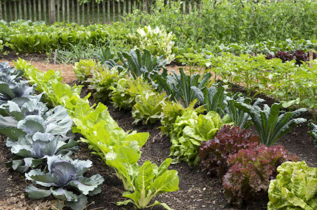 From Garden to Plate: 3 Simple Tips to Enjoy Fresh Produce All Year Round