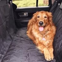 dog in a car