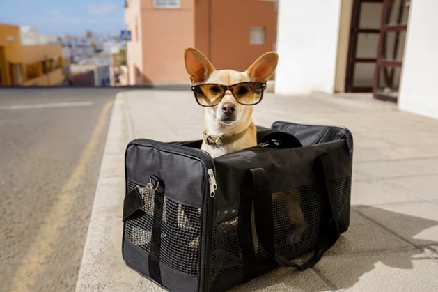 dog in carrier