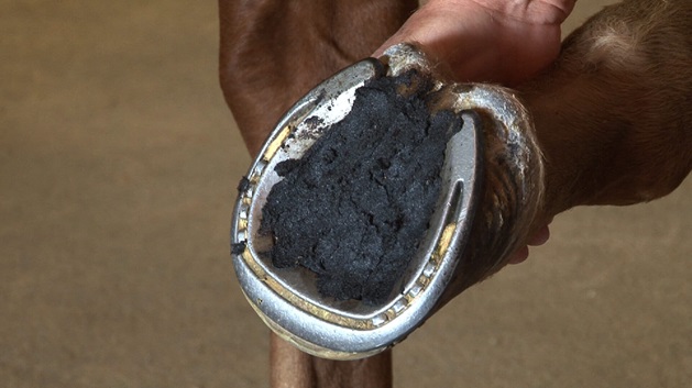 Horse Care: Tips for Effective Hoof Packing